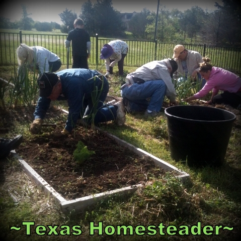 Garden angels surprised me by showing up to plant my garden for me during my illness. #TexasHomesteader