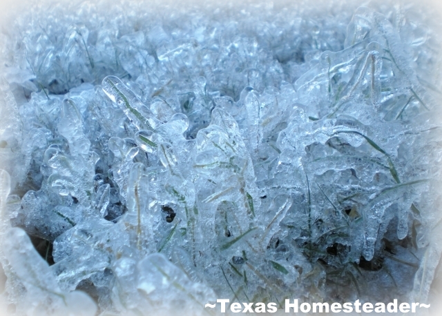 The ice is damaging, but can be beautiful as well. #TexasHomesteader