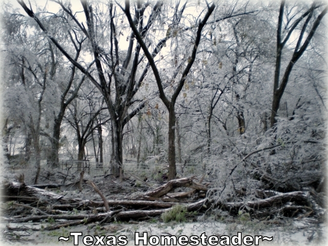 Powerful ice storm brought trees down and knocked out electricity to thousands. #TexasHomesteader