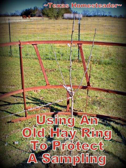 Old broken hay ring protects young sapling tree. #TexasHomesteader