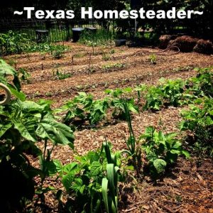 Free Wood Mulch. It's easy to find little ways to save money. It just takes a different mindset. Come see 5 frugal things we did to save money this week. #TexasHomesteader