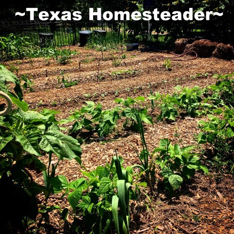 Garden planted in rows. It's only March, but there's LOTS going on both in preparation of as well as in the garden. Come see what we're doing. #TexasHomesteader