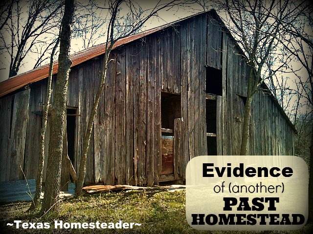 Evidence of an old abandoned homestead. It has an 1880's barn, orchard of jujube trees & is in need of TLC! #TexasHomesteader