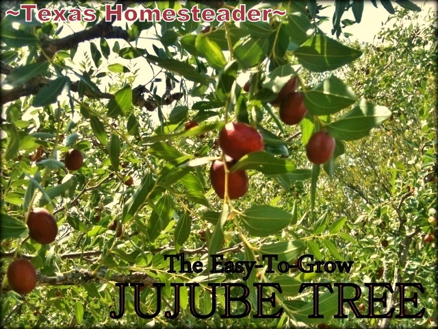 We forage jujube fruit and dry them for our granola. #TexasHomesteader