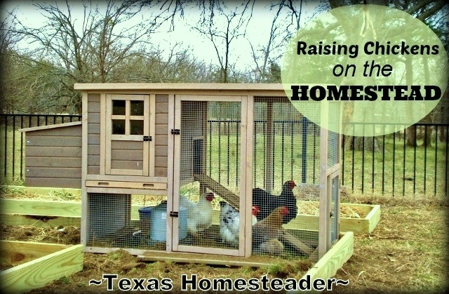 Our chicken breeder raises various breeds of chickens, so we bought laying hens. I loved raising chickens last year, here we go again! #TexasHomesteader