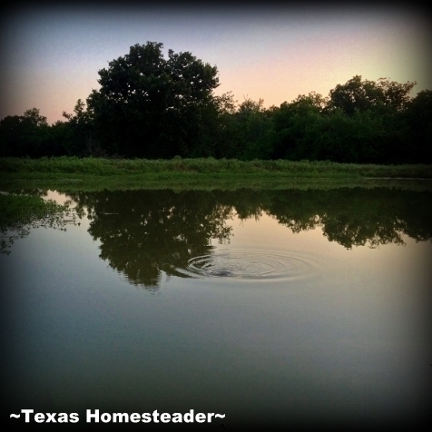 Our actions are much like a stone tossed into the water, a ripple effect that touches the surrounding area & radiates outward. #TexasHomesteader