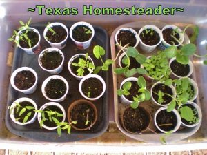 Indoor greenhouse using a clear lidded tub. 5 Frugal Things I did this week to save money. This week I'm talking all about saving money on gardening. Come see! #TexasHomesteader