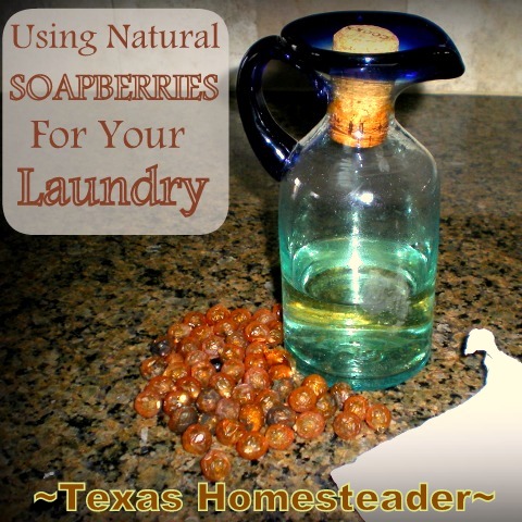 Read Our Experience Using Natural SOAPBERRIES For Environmentally-Friendly Cleaning Of Our Laundry #TexasHomesteader