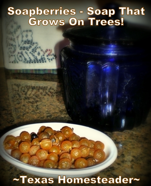 Soap That Grows On Trees? I've discovered Western Soapberry Trees on our property. How exciting to think these trees provide us more natural cleaning! #TexasHomesteader