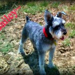 Our mini-schnauzer Bailey. #TexasHomesteader