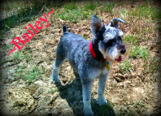 Our small mini-Schnauzer Bailey is the greatest homestead dog ever! #TexasHomesteader