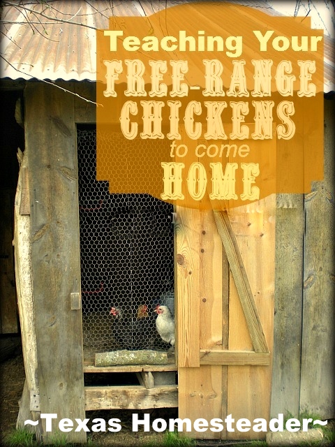 See how we get our new chickens to free range during the day yet come back to the coop each night to be locked securely from predators. #TexasHomesteader