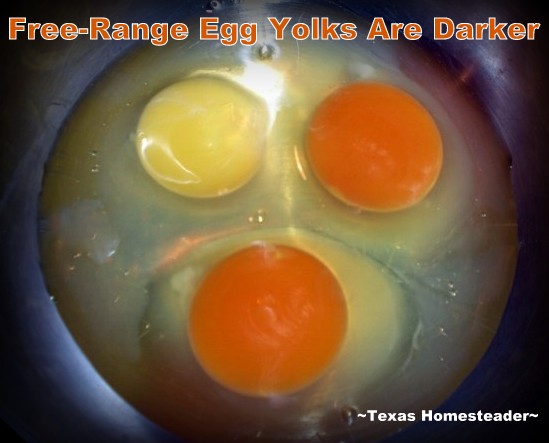 Free-Range yolks are much brighter and orange. #TexasHomesteader