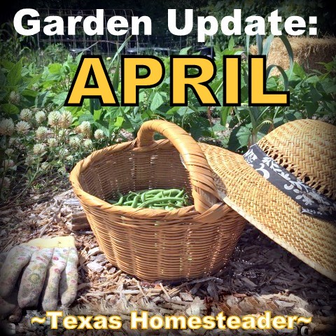 I waited (im)patiently for Easter so I could finally plant. The weather has been a challenge. Here is my April veggie garden update! #TexasHomesteader