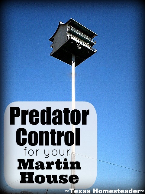 See how we made a homemade predator guard for our martin house using a old chimney cap to keep the snakes away from the birds! #TexasHomesteader