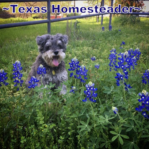 Our mini-schnauzer Bailey in a bunch of Bluebonnet flowers. #TexasHomesteader