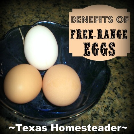 6 Reasons You Should Be Buying Free-Range Eggs