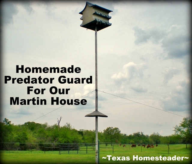 See how we made a homemade predator guard for our martin house using a old chimney cap to keep the snakes away from the birds! #TexasHomesteader