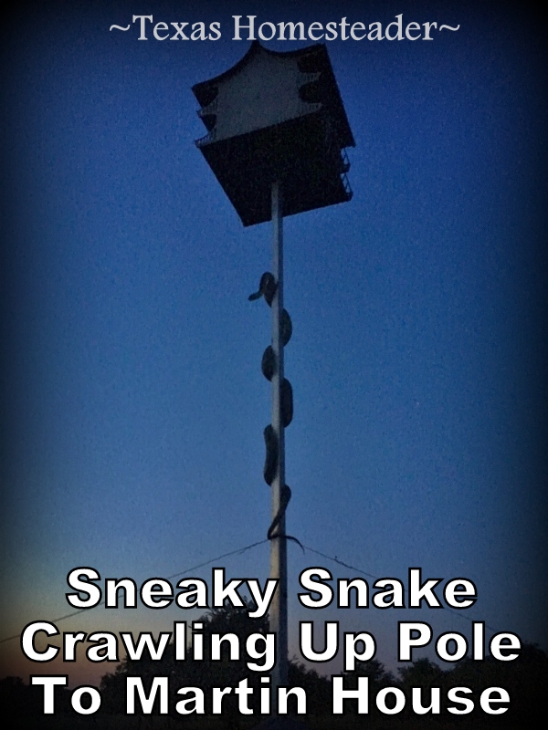 See how we made a homemade predator guard for our martin house using a old chimney cap to keep the snakes away from the birds! #TexasHomesteader