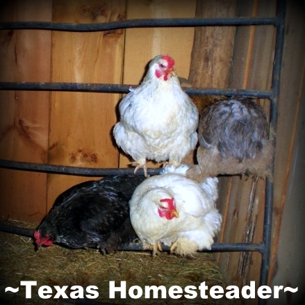 Teaching Young Hens To Roost. See how we get our new chickens to free range during the day yet come back to the coop each night to be locked securely from predators. #TexasHomesteader