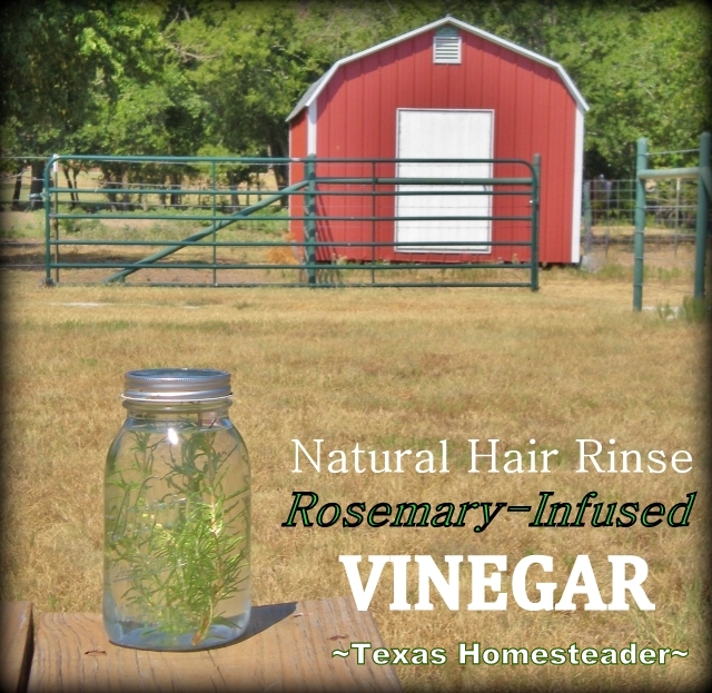 I use the power of the sun to infuse rosemary into plain vinegar and then make it into a natural hair rinse. My hair is soft & shiny! #TexasHomesteader