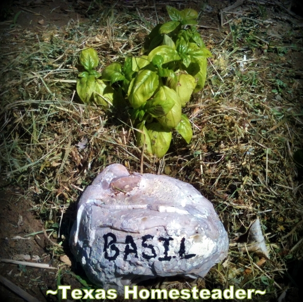 Plant marker using painted rock. Keep the cost of vegetable gardening low by thinking outside the box. Come see the various items we use to fill needs in the garden. #TexasHomesteader