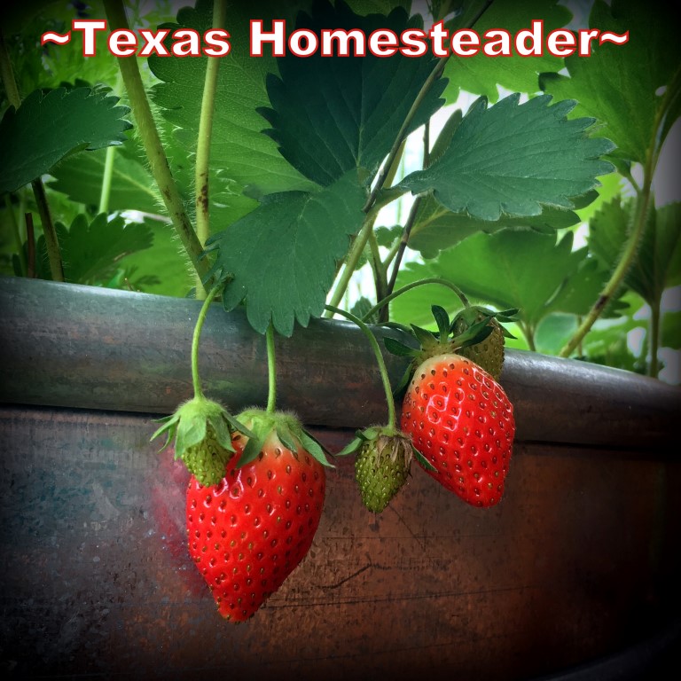 Strawberries grow in a galvanized raised bed. #TexasHomesteader