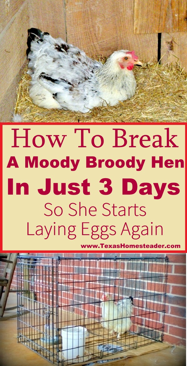 A broody hen won't lay the eggs that we count on - See what we did to successfully & quickly break the Moody Broody Hen! #TexasHomesteader