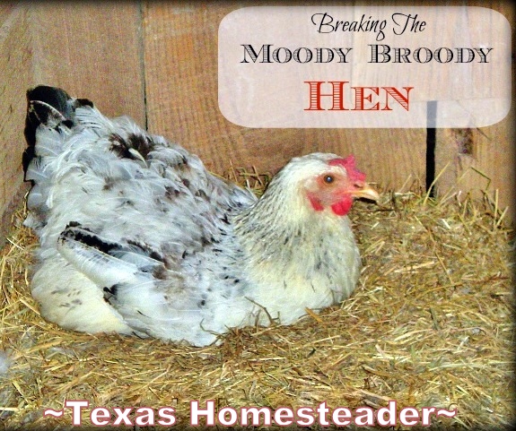 A broody hen won't lay the eggs that we count on - See what we did to successfully & quickly break the Moody Broody Hen! #TexasHomesteader