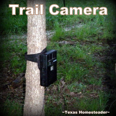 Trail camera. Mysterious daytime predators have been taking our hens. Coyotes? Hawks? Bobcats? Something else? We don't know. Offer advice if you can. #TexasHomesteader