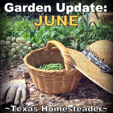 Come see my June garden update. I think I've solved the problem of why my garden failed! #TexasHomesteader