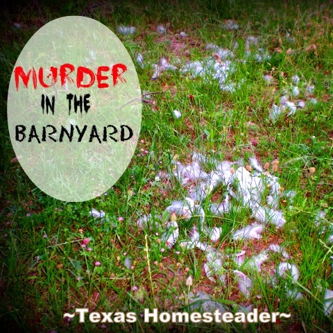 What predator is stalking and killing our chickens leaving only feathers? #TexasHomesteader