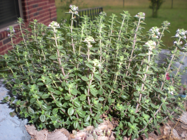 April garden - Thyme growing well. My zone 8 vegetable garden is off to a slow start, and some plants succumbed to the February winter storm. But there are many successes as well. Come see! #TexasHomesteader