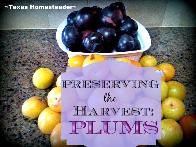 The Harvest: Plums