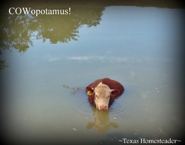 While strolling through the pastures RancherMan & I discovered a new form of life - a hybrid hippo & bovine - COWopotamus! #TexasHomesteader