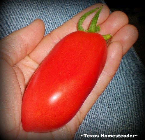 Roma tomato fresh from our NE Texas vegetable garden. #TexasHomesteader