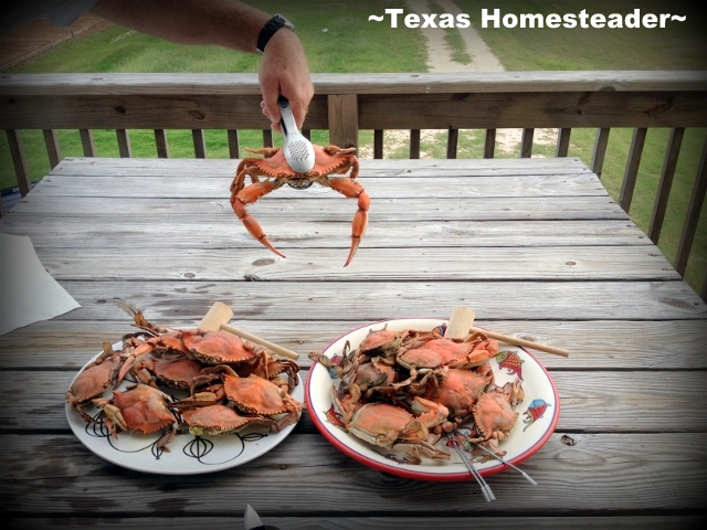 Fresh crab. What a fun week we had at Surfside Beach in south Texas. We rented a beach house & enjoyed the beach too. Come see what fun we had! #TexasHomesteader