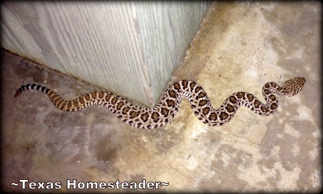 Snake at the beach house. What a fun week we had at Surfside Beach in south Texas. We rented a beach house & enjoyed the beach too. Come see what fun we had! #TexasHomesteader