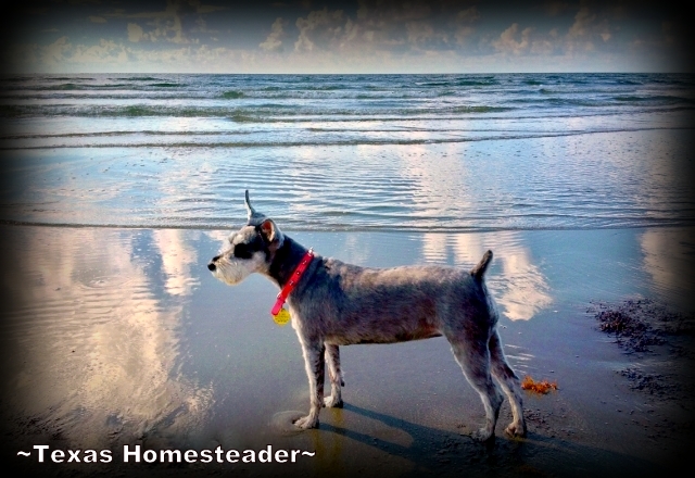 Mini-Schnauzer Bailey at a Texas beach.