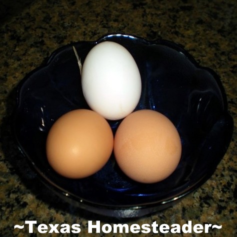 I guess it's not an old wives tale after all, I discovered it's true you can tell what color eggs your hens will lay by the color of their ear lobes! #TexasHomesteader