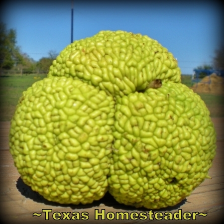 It's not often you see three horse apples (from our Bois D'Arc trees) combined into one! #TexasHomesteader