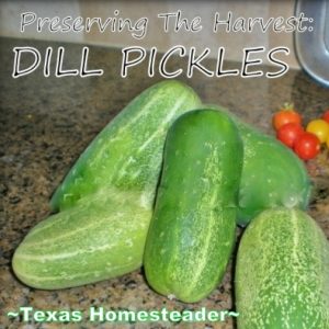 Making dill pickles. Come with me for a stroll through my veggie garden. There are some difficulties but some successes as well! #TexasHomesteader