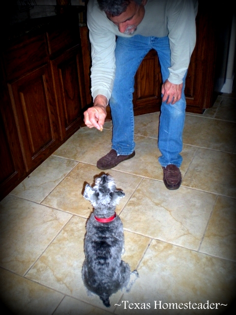 Silver mini-Schnauzer dog Bailey learning obedience. #TexasHomesteader