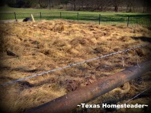 Deep mulch system fail. Come with me for a stroll through my veggie garden. Yes it's been a challenge but I'm determined to harvest at least a small amount this year #TexasHomesteader