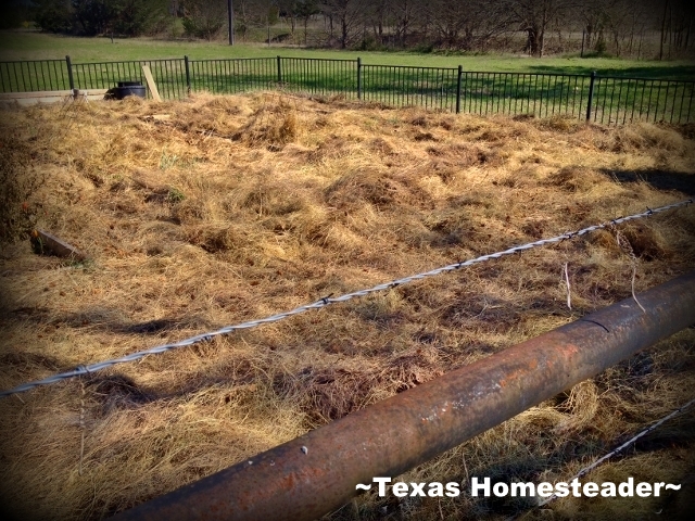 Deep mulching the whole garden. Sudden warmth has gotten me ready to start preparing my veggie garden for planting. This year I'm doing something different - check it out! #TexasHomesteader