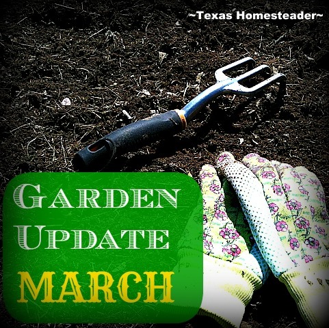 It's only March, but there's LOTS going on both in preparation of as well as in the garden. Come see what we're doing. #TexasHomesteader