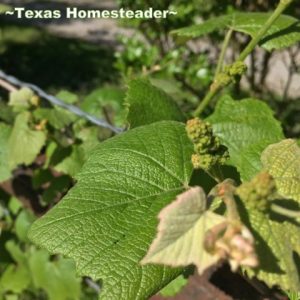 Concord grapevine. I waited (im)patiently for Easter so I could finally plant. The weather has been a challenge. Here is my April veggie garden update! #TexasHomesteader