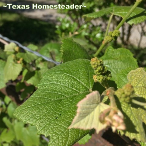 Concord grapevine leaves. #TexasHomesteader