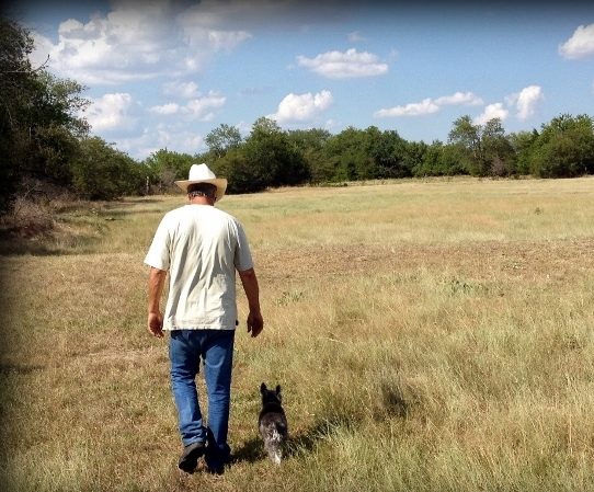 Rancher in Texas drought, small mini schnauzer walking along. #TexasHomesteader