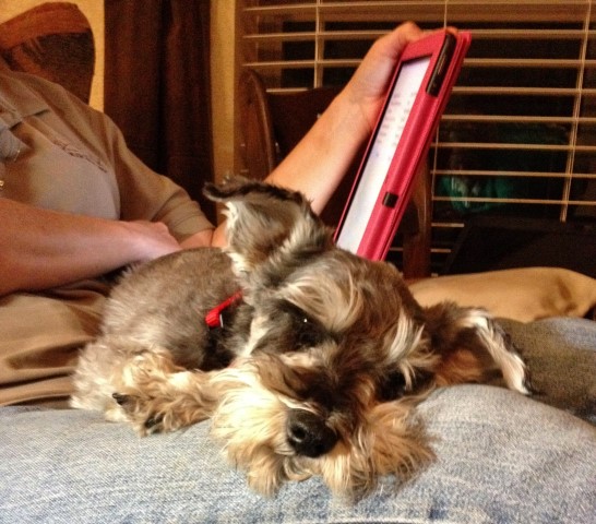 Our mini-schnauzer Bailey. #TexasHomesteader